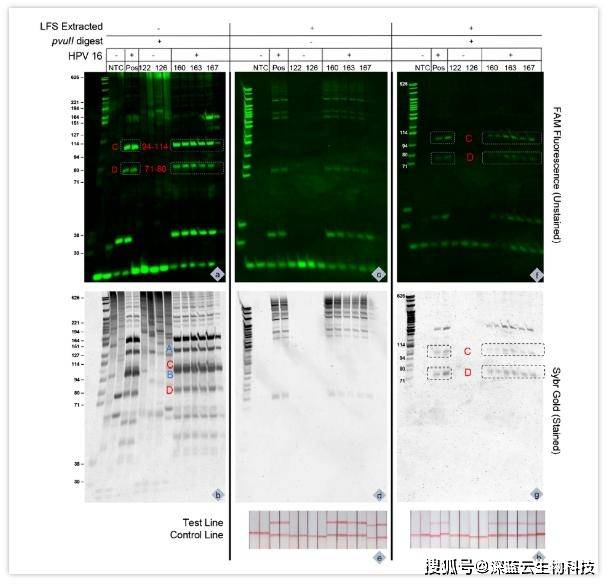 新澳门内部资料濠江论坛,适用性方案解析_QHD版85.319