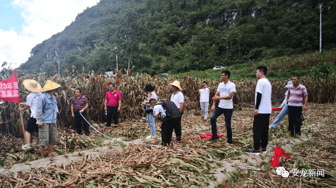 共和县农业农村局最新项目概览，推动农业现代化进程