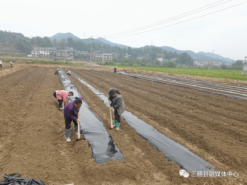 青坝村委会最新动态报道